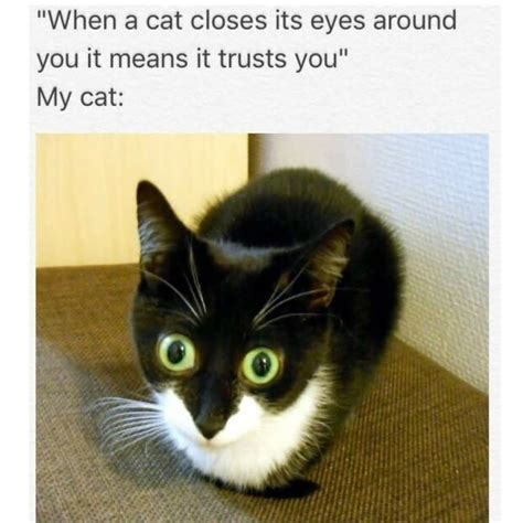 Cat Meme Smile Hilarious Cat Memes To Make You Smile Findsjobme Portal