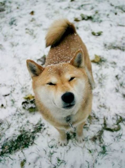 The Cutest Shiba Inu Photos Ever