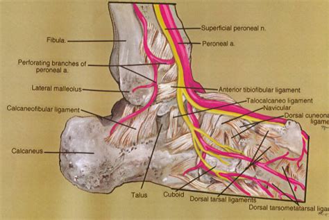 Peroneal Artery Anatomy