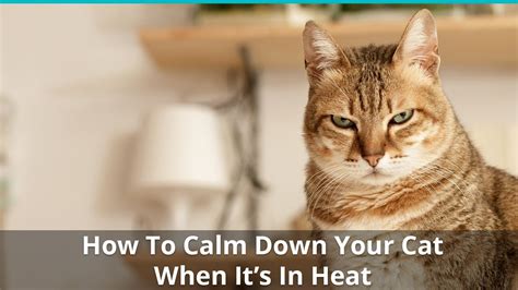 How To Make Your Cat Shut Up While In Heat