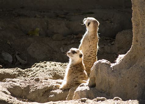 San Diego Zoo Meerkats Thezygo Flickr