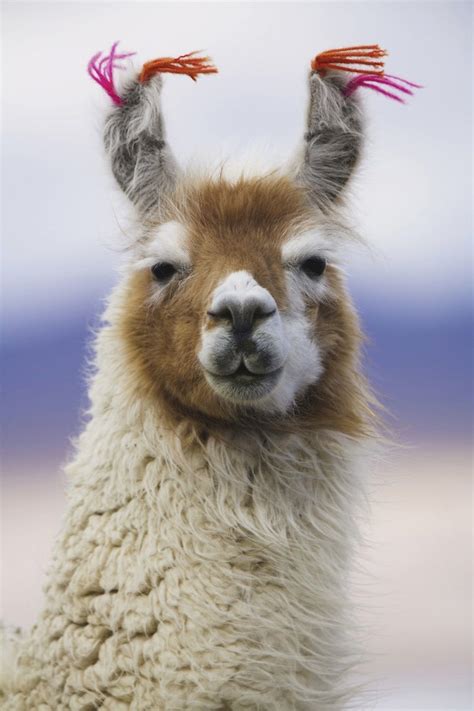 Llamas Who Take Their Hair Inspiration From Our Favorite Celebrity