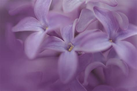 For The Love Of Lilacs Lilacs Nature Photography Photoshop Love