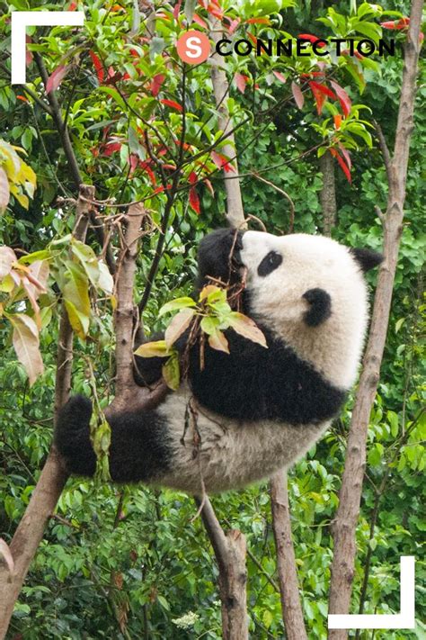 Learn About The Giant Panda Its Natural Habitat And The