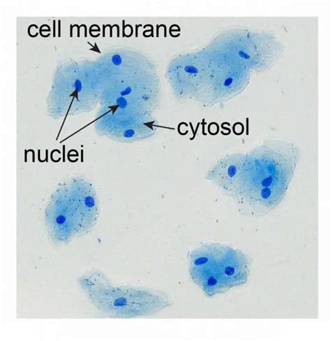 Cell Nucleus Function Structure And Under A Microscope Rs Science