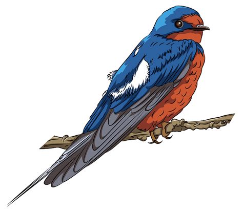 Swallow Png Transparent Images Png All