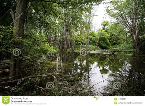 Trees Reflecting On Calm Water Stock Image Image Of Green Reflection