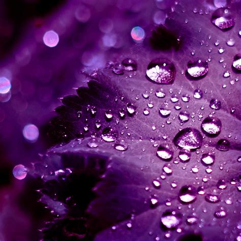 Color meaning of purple explained; The Meaning of Purple - The Purple Store's Purple Blog