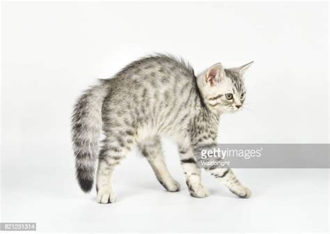 Hissing Cat Stock Fotos Und Bilder Getty Images