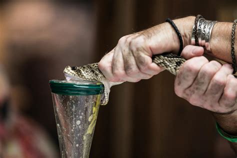 How This Guy Turned His Obsession With Snakes Into A Career Milking Them