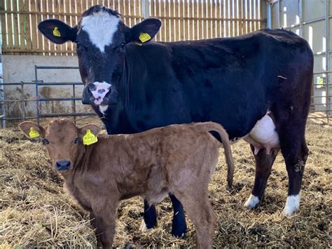 6 Simmental Hereford British Blue South Devon Cross Breeding Cows