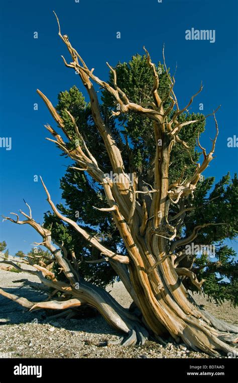 Ancient Bristlecone Pine Tree Patriarch Hi Res Stock Photography And
