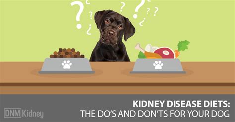 Remember that you should ask your vet what the correct amount of food is for your pet. Kidney Failure: What To Feed Your Dog