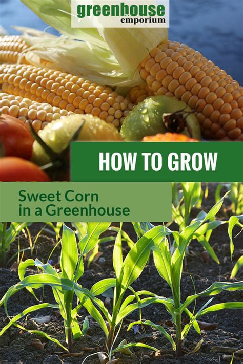 How To Grow Sweet Corn In A Greenhouse