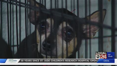 Nearly 100 Dogs Are Being Nursed Back To Health After Being Rescued