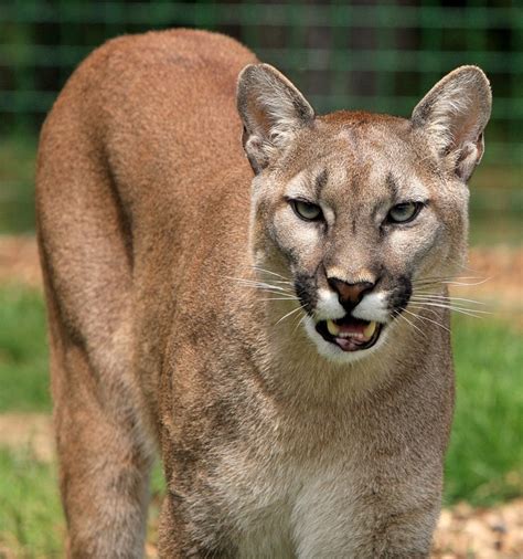 Cougar Mountain Lion Big Cat · Free Photo On Pixabay