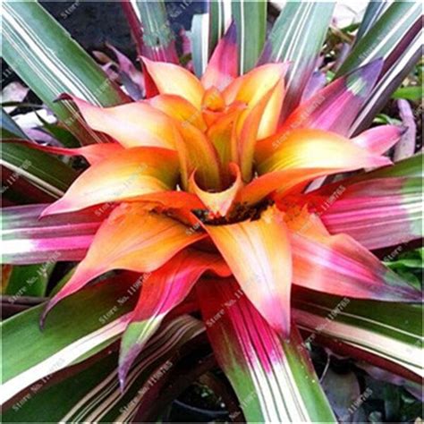 Best Selling 100pcs Cactus Bromeliad Succulent Rare Colorful Flower