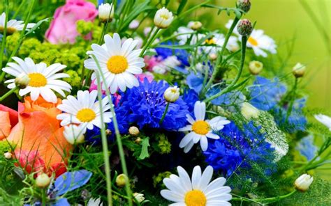 Summer Flowers Wallpaper Wallpaper Nature And Landscape Wallpaper Better