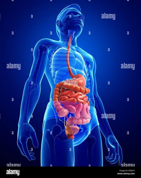 Illustration Of Male Small Intestine Anatomy Stock Photo Alamy