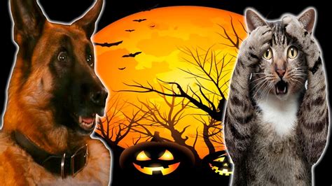 Funny Cats And Dogs Scared Of Halloween Funny Cats And Dogs Youtube