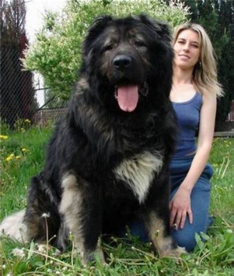 Dogzilas The Biggest Dogs On Earth