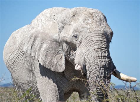 How Long Do Elephants Live Discover The Elephant Lifespan With Photos