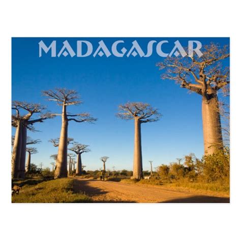 Baobab Trees Of Madagascar Postcard Zazzle