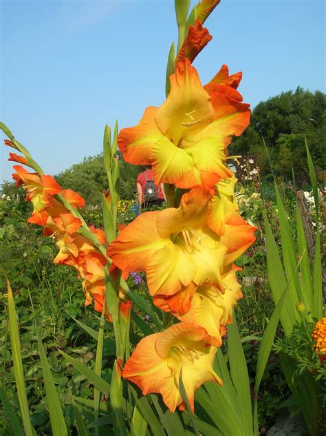 How To Grow Gladiolus Growing And Caring For Gladiolus