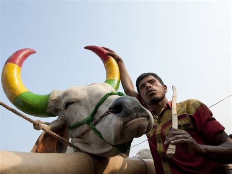 A Man Standing With His Cow In A Cow Market In Chittagong Bangladesh