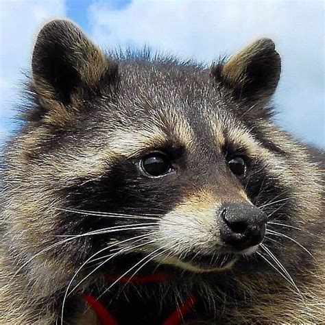 Veja mais ideias sobre guardiões da galáxia, super heroi, guardião. Oreo, guaxinim que inspirou personagem de 'Guardiões da ...