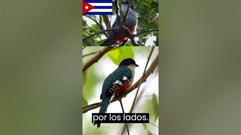 El Tocororo O Trogón Tocororo 🕊️🕊️ave Nacional De Cuba Youtube