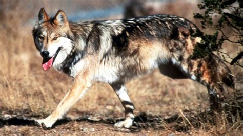 Federal Agency Kills Mexican Gray Wolf After The Deaths Of Livestock