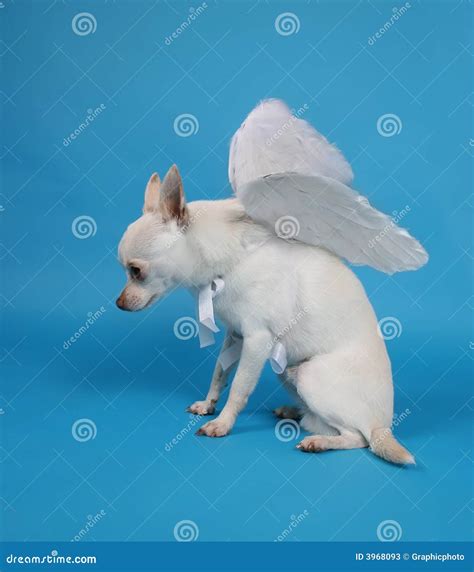 Angel Dog Stock Image Image Of Puppy Funny Whiskers 3968093