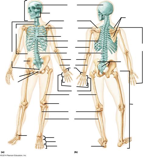 Human Skeleton Diagram Diagram Quizlet