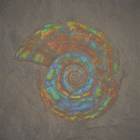 Shiny Fossil Art Science And Nature Aesthetic Pictures