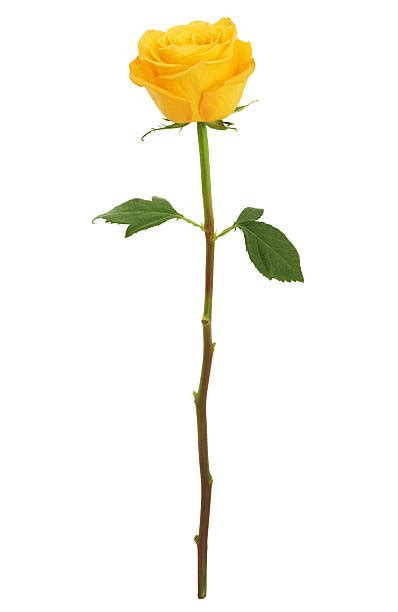 Single Yellow Rose Stock Photos Pictures And Royalty Free Images Istock