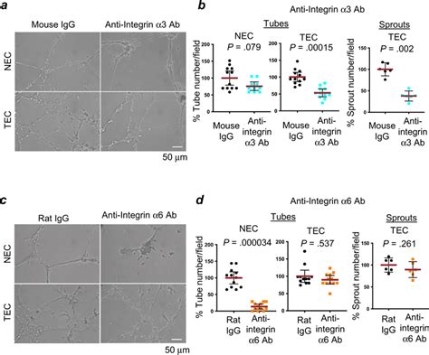 A Function Blocking Antibody Directed Towards Integrin α3β1