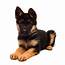 Toy German Shepherd Puppies Dog Breed Information