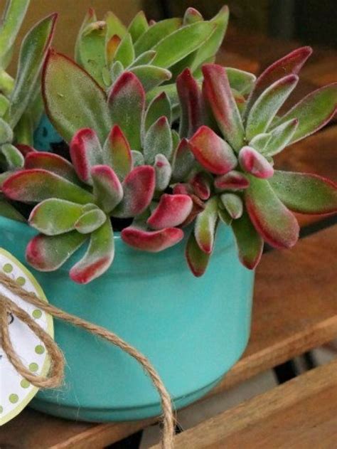 7 Super Cute Succulent Pots And Planter Ideas Honey Lime