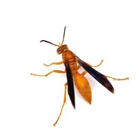 Red Wasps Pests In Tennessee Pest Identifier Us Pest Protection