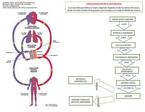 Esquema De Circulacion Mayor O Sistemica Esquemas Y Mapas Conceptuales De Fisiopatología Docsity