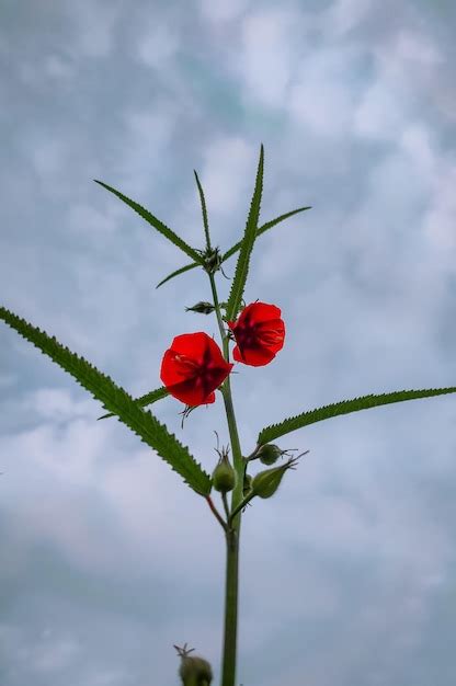 Premium Photo Red Flowers Against A Cloudy Sky