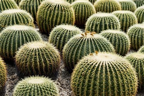 They require a special sandy and high drainage soil and a lot of patience. Barrel Cactus Adaptations