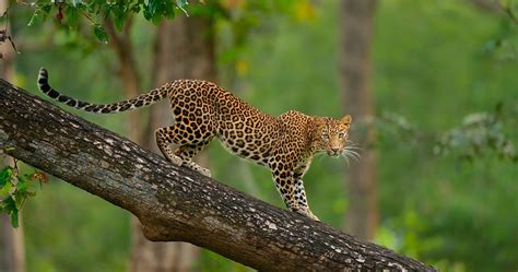 Download from a curated selection of animal wallpapers for your mobile and desktop screens. 4k Africa Animal Wallpaper - Leopard In Tree Hd (#2131778 ...