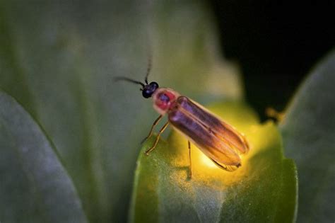 Firefly Season In Philadelphia Peaks For Pennsylvania State Insect