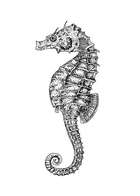Seahorse Sketch At Explore Collection Of Seahorse
