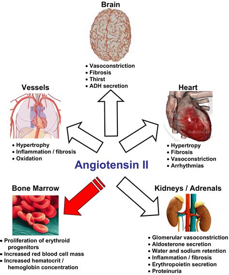 The Role Of The Renin Angiotensin System In The Regulation Of