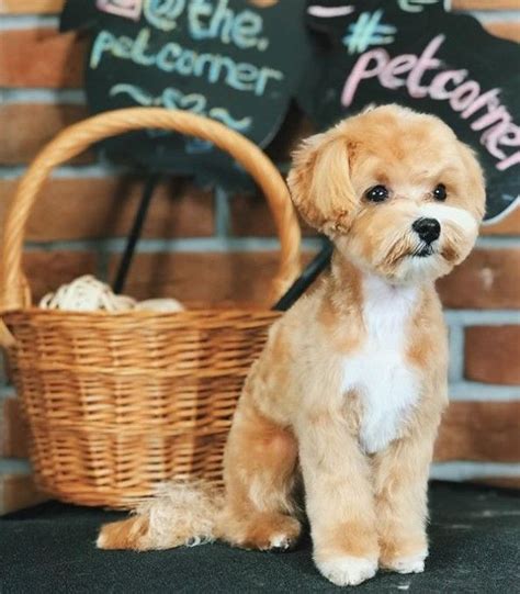 15 Best Maltipoo Haircuts For Your Puppy The Paws In 2022 Maltipoo