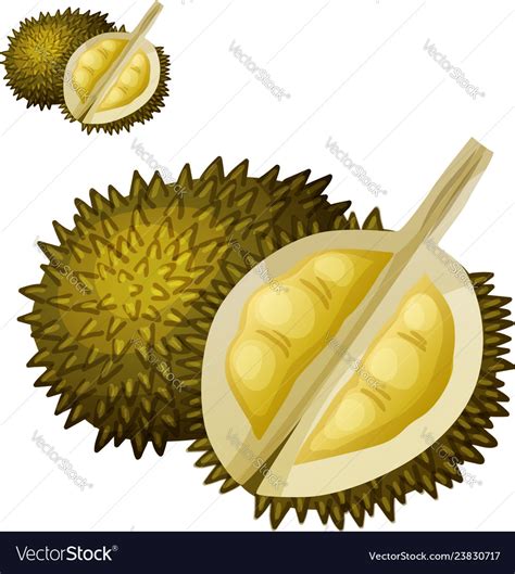 Durian Fruit Cartoon Icon Isolated Royalty Free Vector Image