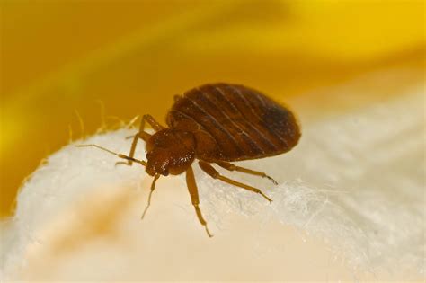 Bed Bug Exterminator Surrey Bc Total Pest Control Ltd